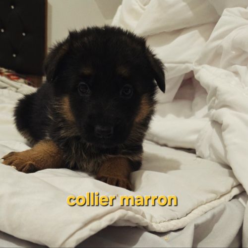 Magnifique chiot femelle berger allemand #1