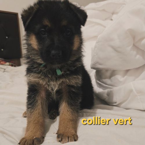 Magnifique chiot femelle berger allemand