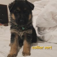 Magnifique chiot femelle berger allemand #0