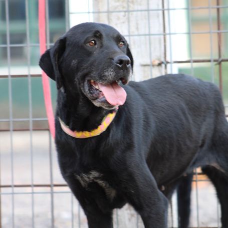 Chienne équilibrée, calme et affectueuse #3