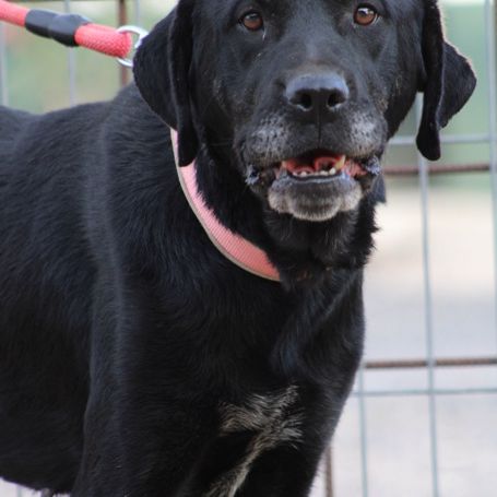 Chienne équilibrée, calme et affectueuse #5