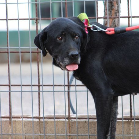 Chienne équilibrée, calme et affectueuse #6