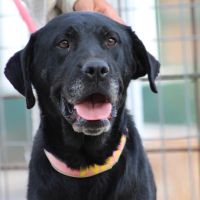 Chienne équilibrée, calme et affectueuse #0