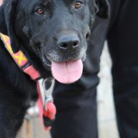 Chienne équilibrée, calme et affectueuse #4