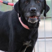 Chienne équilibrée, calme et affectueuse #5