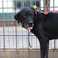 Chienne équilibrée, calme et affectueuse #6