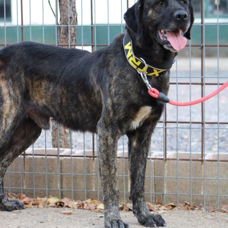 Pon, 2 ans magnifique mastin espagnol