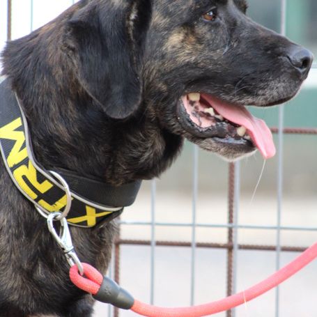 Pon, 2 ans magnifique mastin espagnol #2