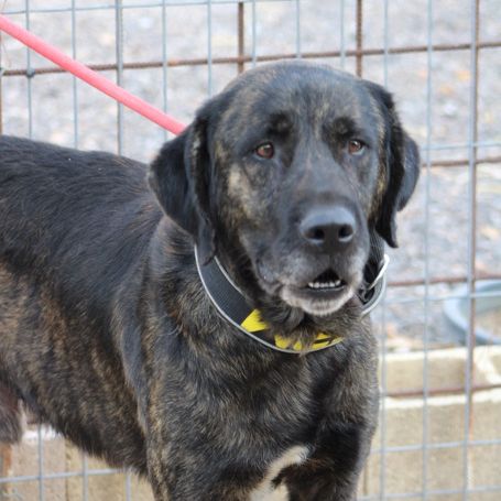 Pon, 2 ans magnifique mastin espagnol #4