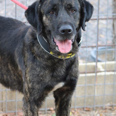 Pon, 2 ans magnifique mastin espagnol #5