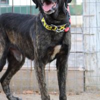 Pon, 2 ans magnifique mastin espagnol #3