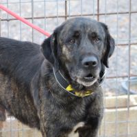 Pon, 2 ans magnifique mastin espagnol #4