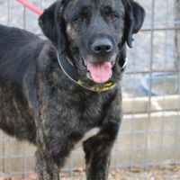 Pon, 2 ans magnifique mastin espagnol #5