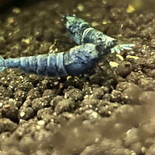 Crevette blue bolt #1