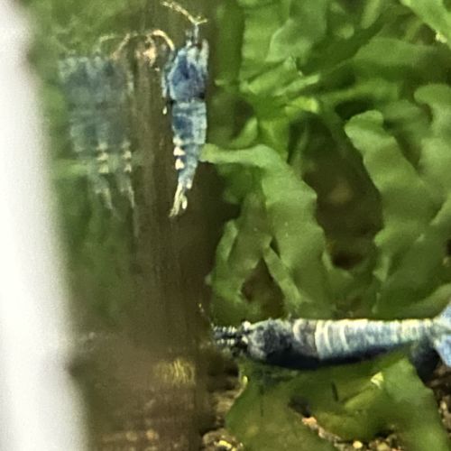 Crevette blue bolt #2