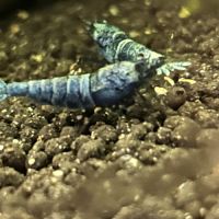 Crevette blue bolt #1