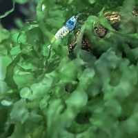 Crevette blue bolt #3