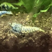 Crevette blue bolt #0