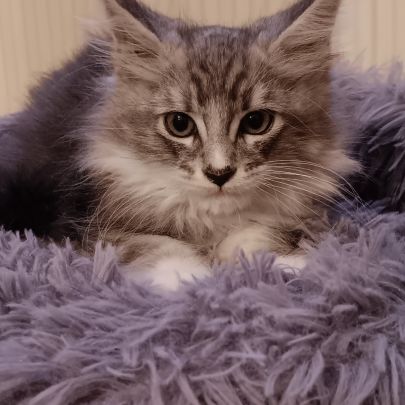 Chaton maine coon #1