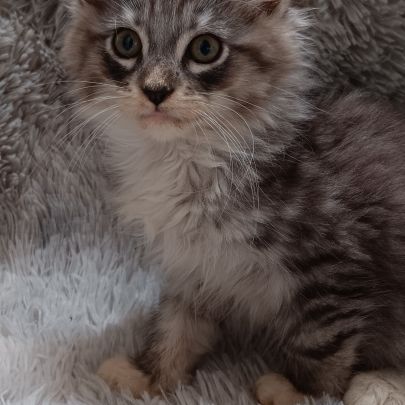 Chaton maine coon #7