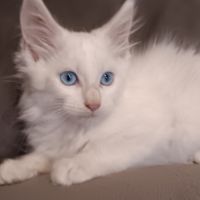 Chaton maine coon #3
