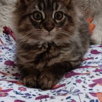 Chaton maine coon #4