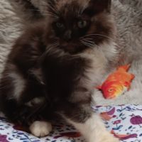 Chaton maine coon #5