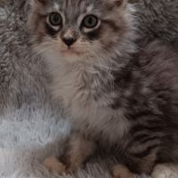 Chaton maine coon #7