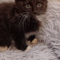 Chaton maine coon #8