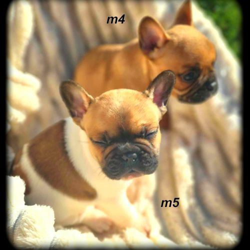 Chiots bouledogue français #0