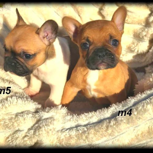 Chiots bouledogue français #6