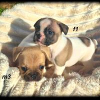 Chiots bouledogue français #2