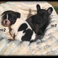 Chiots bouledogue français #3