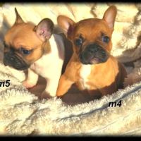 Chiots bouledogue français #6