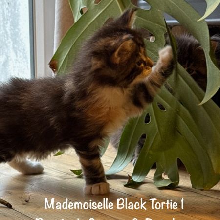 Magnifiques maine coon loof à réserver #3