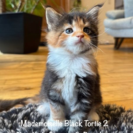 Magnifiques maine coon loof à réserver #4