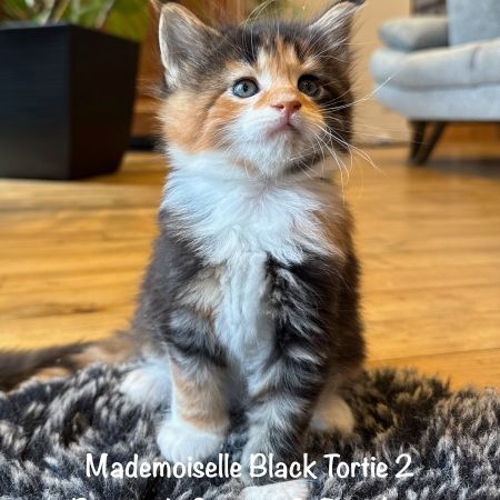 Magnifiques maine coon loof à réserver #5