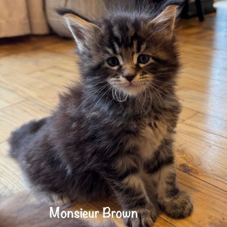 Magnifiques maine coon loof à réserver
