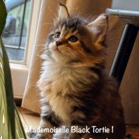 Magnifiques maine coon loof à réserver #1