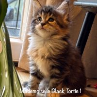 Magnifiques maine coon loof à réserver #2