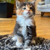 Magnifiques maine coon loof à réserver #5