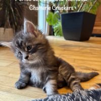 Magnifiques maine coon loof à réserver #6