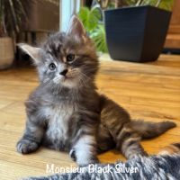 Magnifiques maine coon loof à réserver #8
