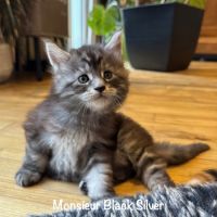 Magnifiques maine coon loof à réserver #9