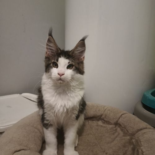 Chaton maine coon #1