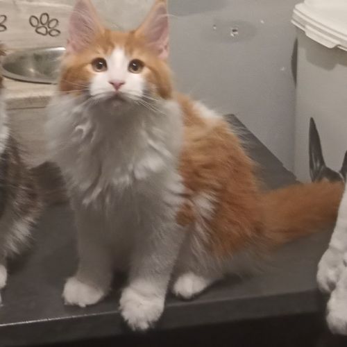 Chaton maine coon