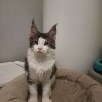 Chaton maine coon #1