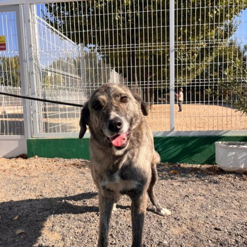 Valentina, une magnifique mastine au grand coeur , #2