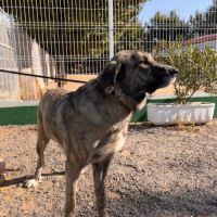 Valentina, une magnifique mastine au grand coeur , #0