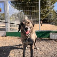 Valentina, une magnifique mastine au grand coeur , #2